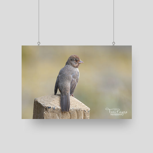 Bird Photography - California Towhee Side Look -  Nature and Wildlife  Fine Art Photography Print - Interior Decor Wall Art