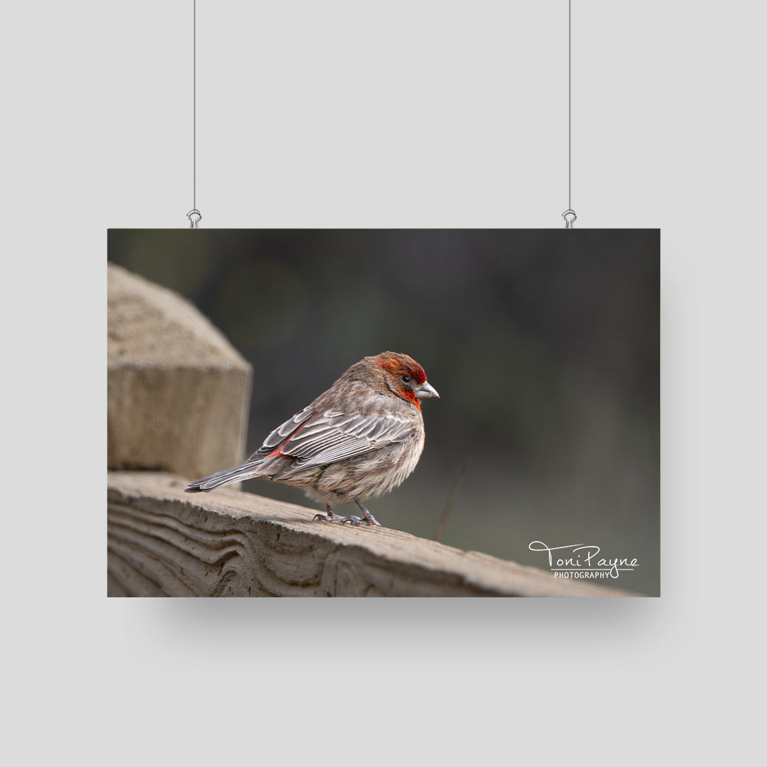 Bird Photography - House Finch on a Fence -  Nature and Wildlife  Fine Art Photography Print - Interior Decor Wall Art