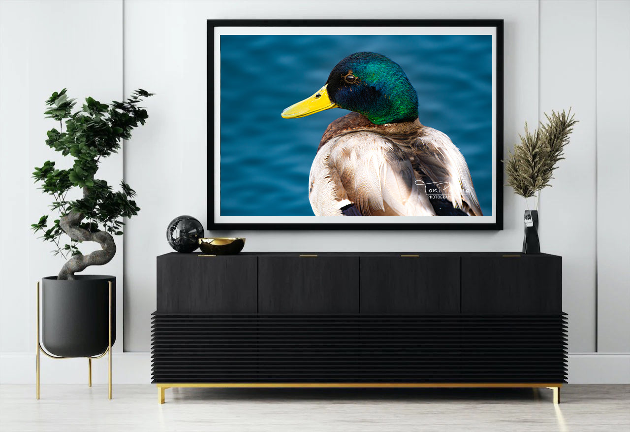 Bird Photography - Male Mallard Duck -  Nature and Wildlife  Fine Art Photography Print - Interior Decor Wall Art