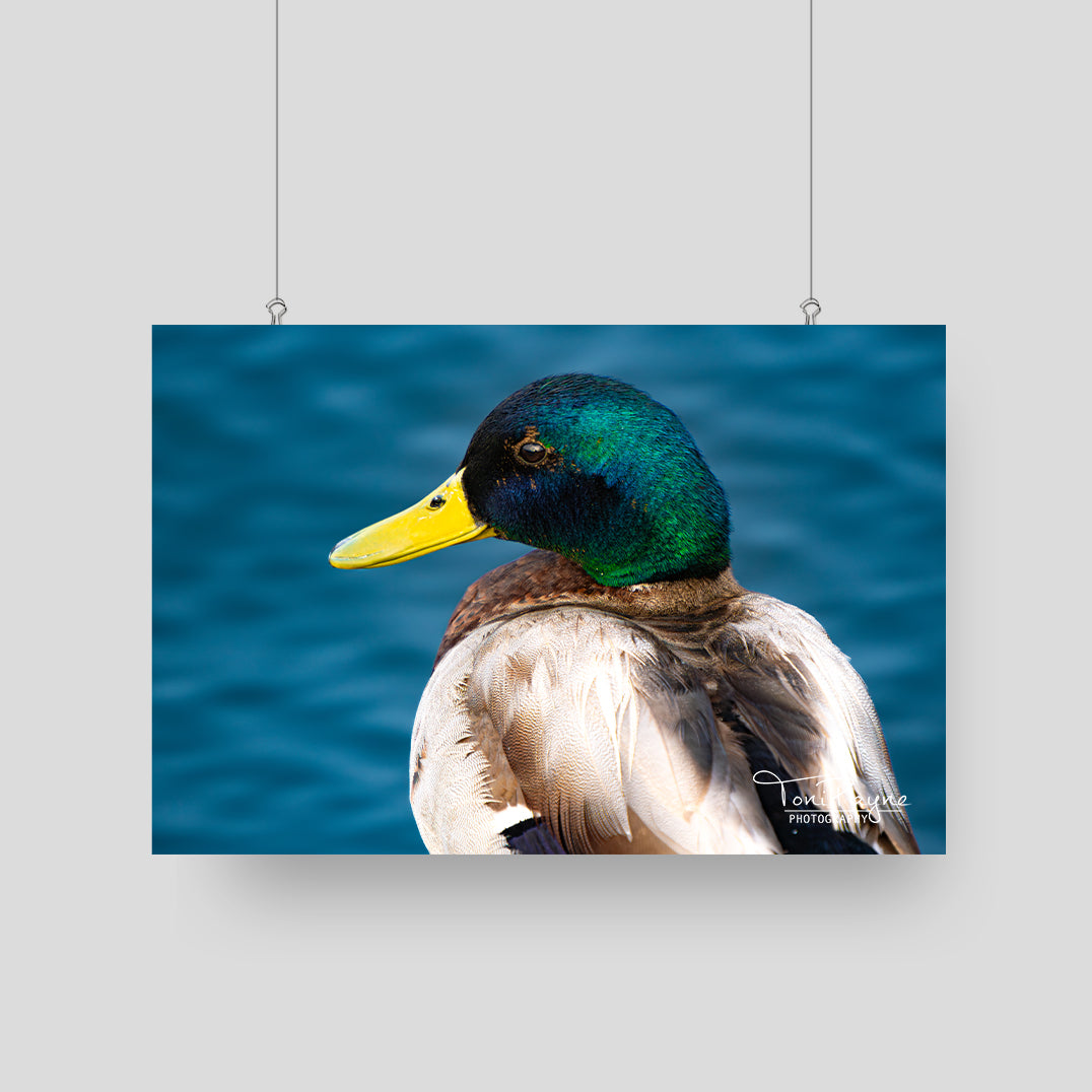 Bird Photography - Male Mallard Duck -  Nature and Wildlife  Fine Art Photography Print - Interior Decor Wall Art