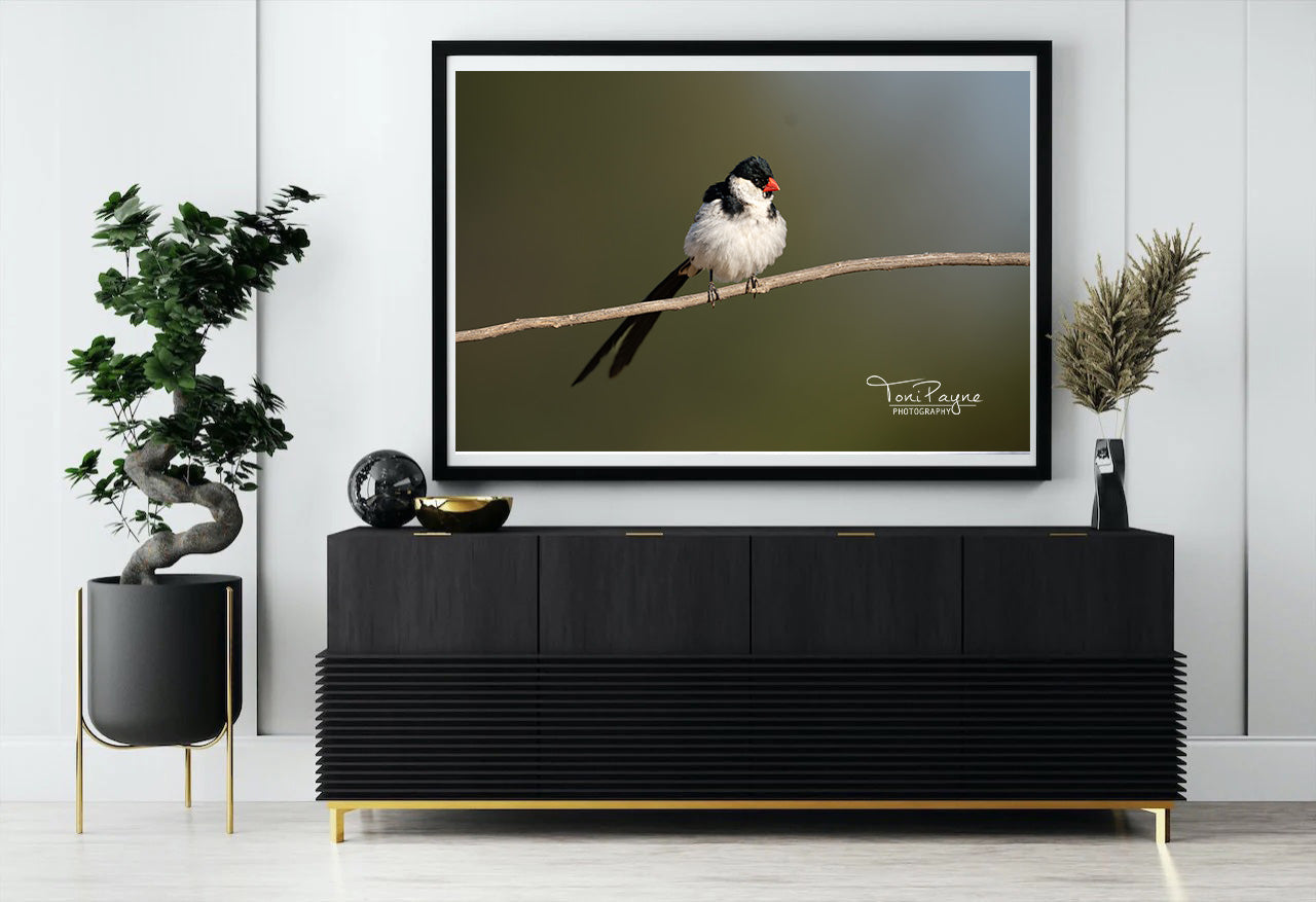 Bird Photography - Pin-tailed Whydah - Nature and Wildlife Fine Art Photography Print - Interior Decor Wall Art