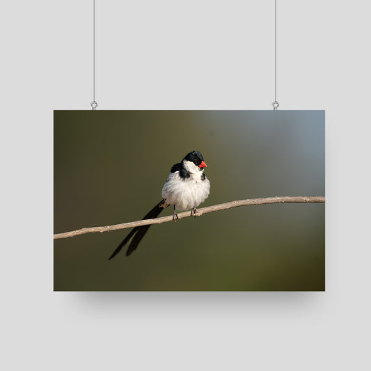 Bird Photography - Pin-tailed Whydah - Nature and Wildlife Fine Art Photography Print - Interior Decor Wall Art