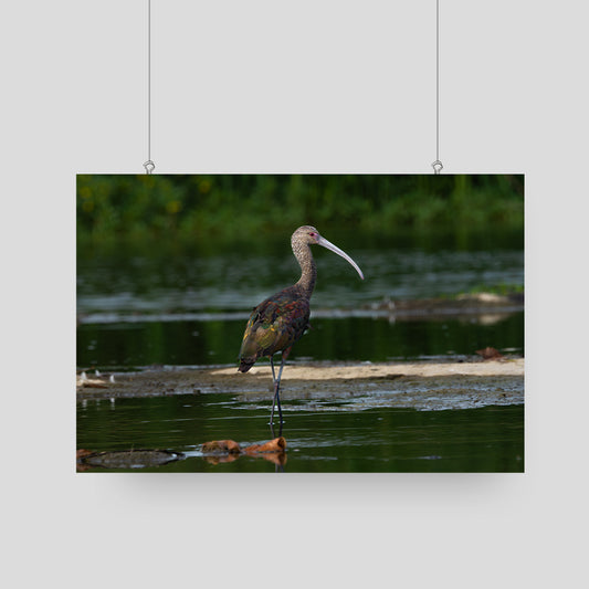 White-Faced Ibis Bird Photography Art Print - Nature and Wildlife Fine Art - Interior Decor Wall Art