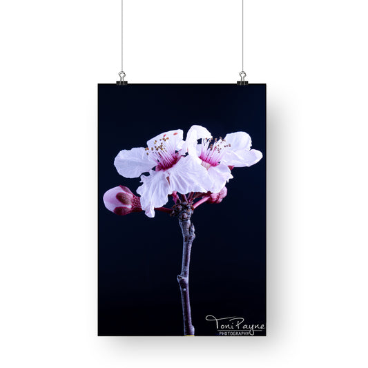 Nature Photography - Cherry Plum II Flower - Fine Art Print - Wall Art - Photo, Fine Art, Metal, Canvas, Print,  Interior Decor