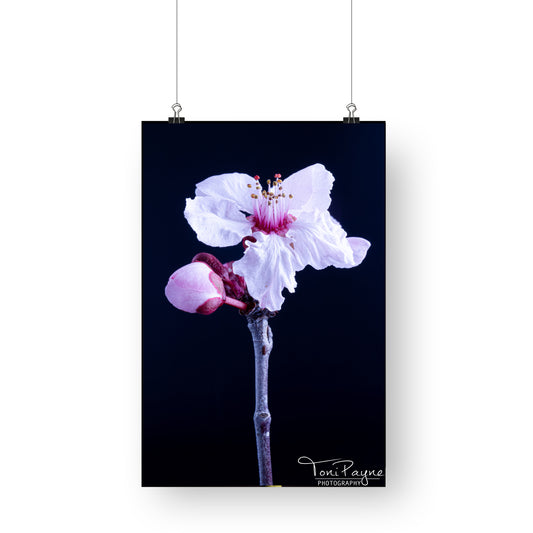 Nature Photography - Cherry Plum I Flower - Fine Art Print - Wall Art - Photo, Fine Art, Metal, Canvas, Print,  Interior Decor