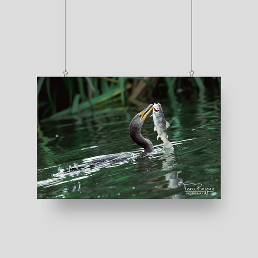 Bird Photography - Cormorant Fish - Nature and Wildlife  Fine Art Photography - Interior Decor Wall Art