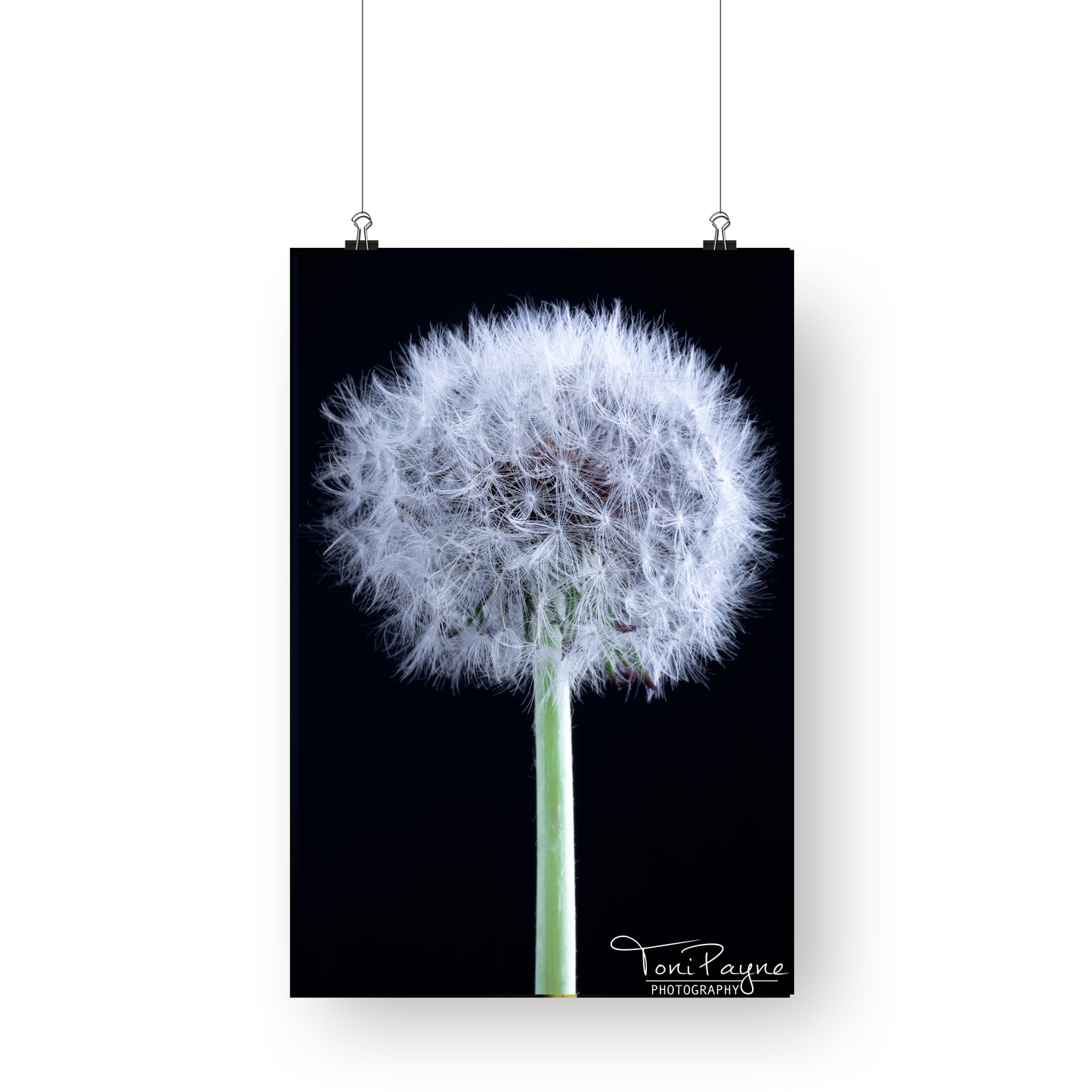 Nature Photography - Dandelion Flower - Fine Art Print - Wall Art - Photo, Fine Art, Metal, Canvas, Print,  Interior Decor