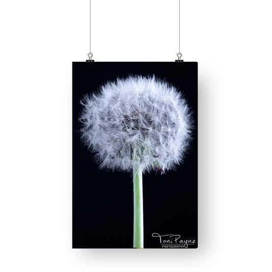 Nature Photography - Dandelion Flower - Fine Art Print - Wall Art - Photo, Fine Art, Metal, Canvas, Print,  Interior Decor