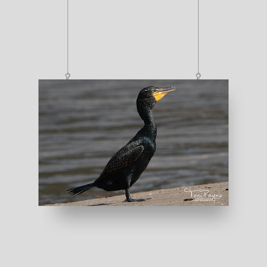 Bird Photography - Crested Cormorant - Nature and Wildlife  Fine Art Photography - Interior Decor Wall Art