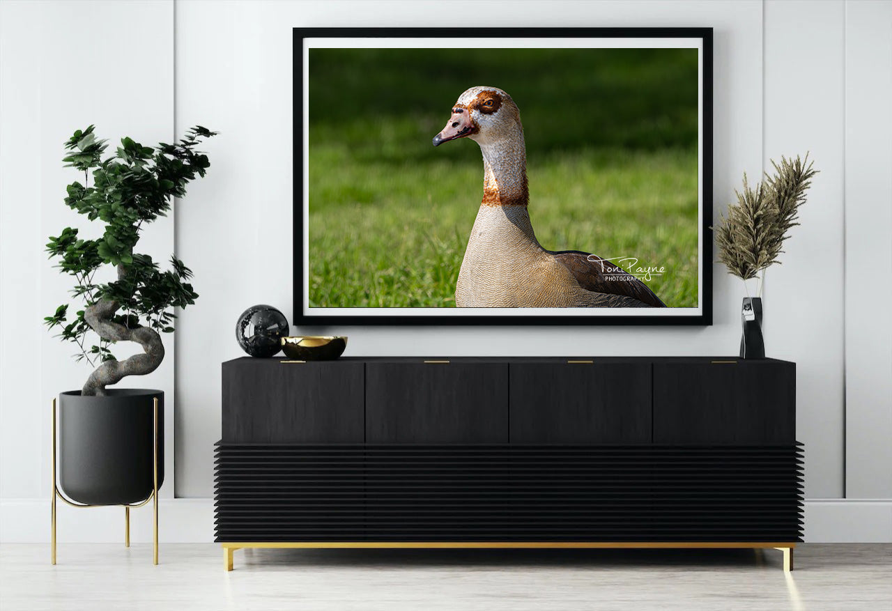 Bird Photography - Egyptian Goose -  Nature and Wildlife  Fine Art Photography Print - Interior Decor Wall Art