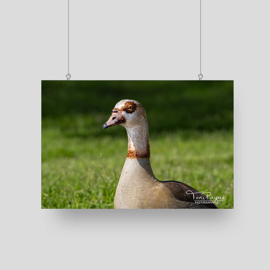 Bird Photography - Egyptian Goose -  Nature and Wildlife  Fine Art Photography Print - Interior Decor Wall Art