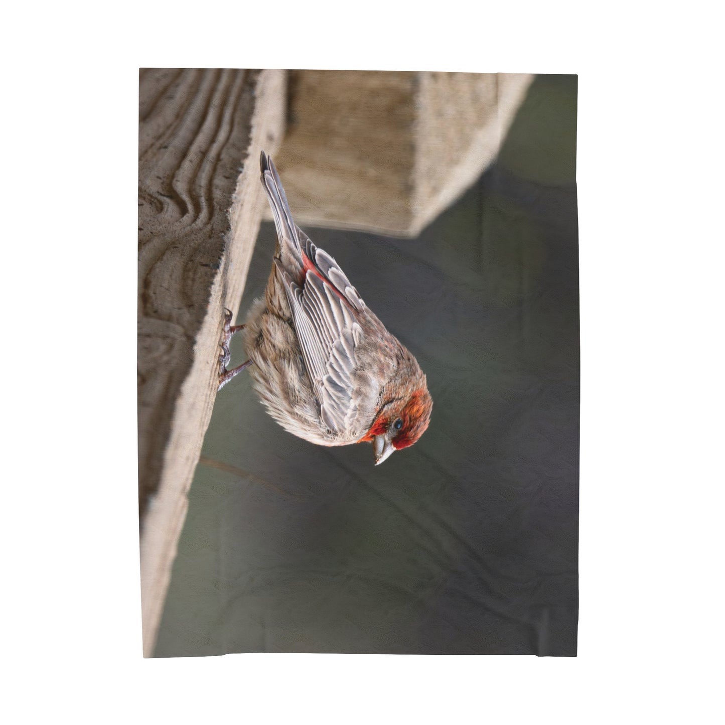 House Finch Travel Blanket, Cozy Soft Plush Fleece Blanket, Throw Blanket, Gifts for Bird Lovers