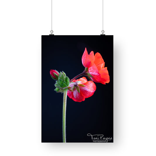 Nature Photography - Geranium Flower - Fine Art Print - Wall Art - Photo, Fine Art, Metal, Canvas, Print,  Interior Decor