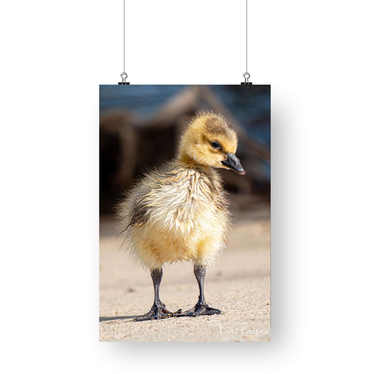 Canada Goose Gosling - Bird Photography Prints -  Nature and Wildlife  Fine Art Print - Interior Decor Wall ArtPhotography