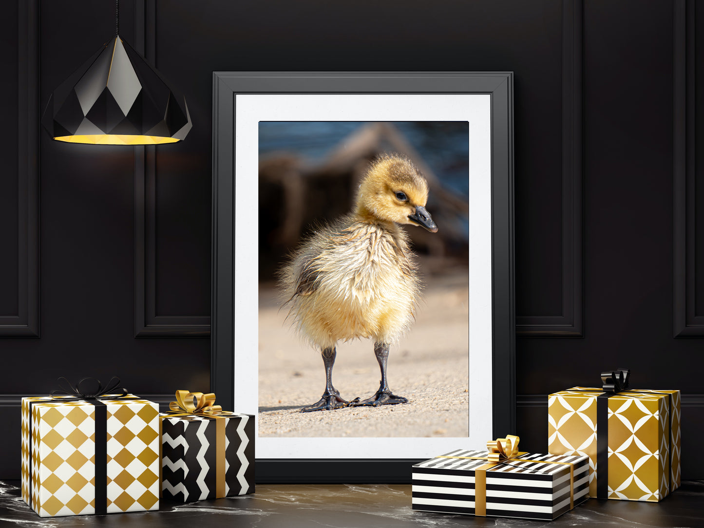 Canada Goose Gosling - Bird Photography Prints -  Nature and Wildlife  Fine Art Print - Interior Decor Wall ArtPhotography