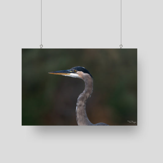 Bird Photography - Great Blue Heron Portrait Nature and Wildlife  Fine Art Photography Print Wall Art - Canvas, Photo, Fine Art Print - Interior Decor