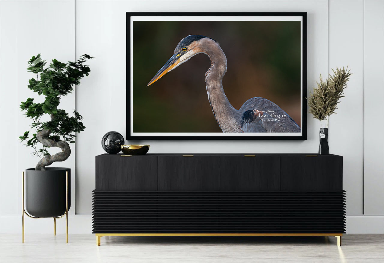 Great Blue Heron II - Bird Photography -  Nature and Wildlife  Fine Art Photography Print - Interior Decor Wall Art