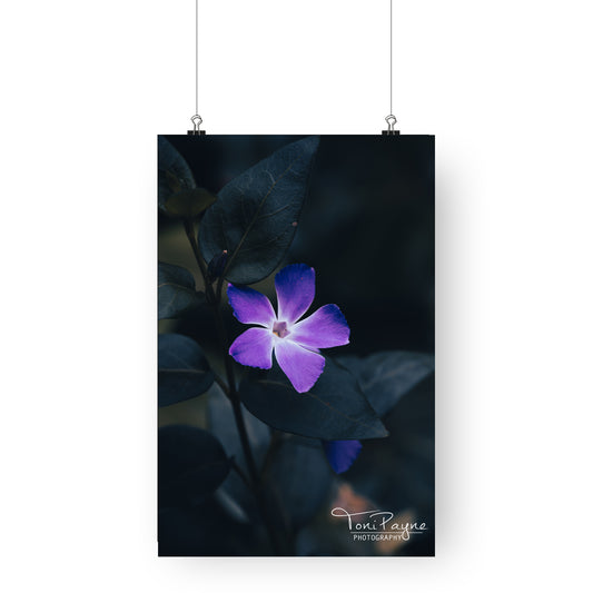 Nature Photography - Greater Periwinkle Flower - Fine Art Print - Wall Art - Photo, Fine Art, Metal, Canvas, Print,  Interior Decor