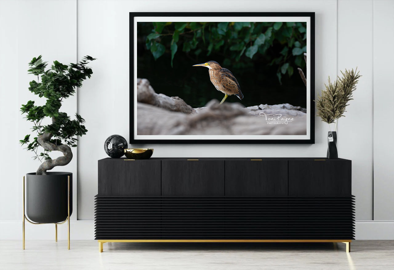 Bird Photography - Least Bittern Heron-  Nature and Wildlife  Fine Art Photography Print - Interior Decor Wall Art