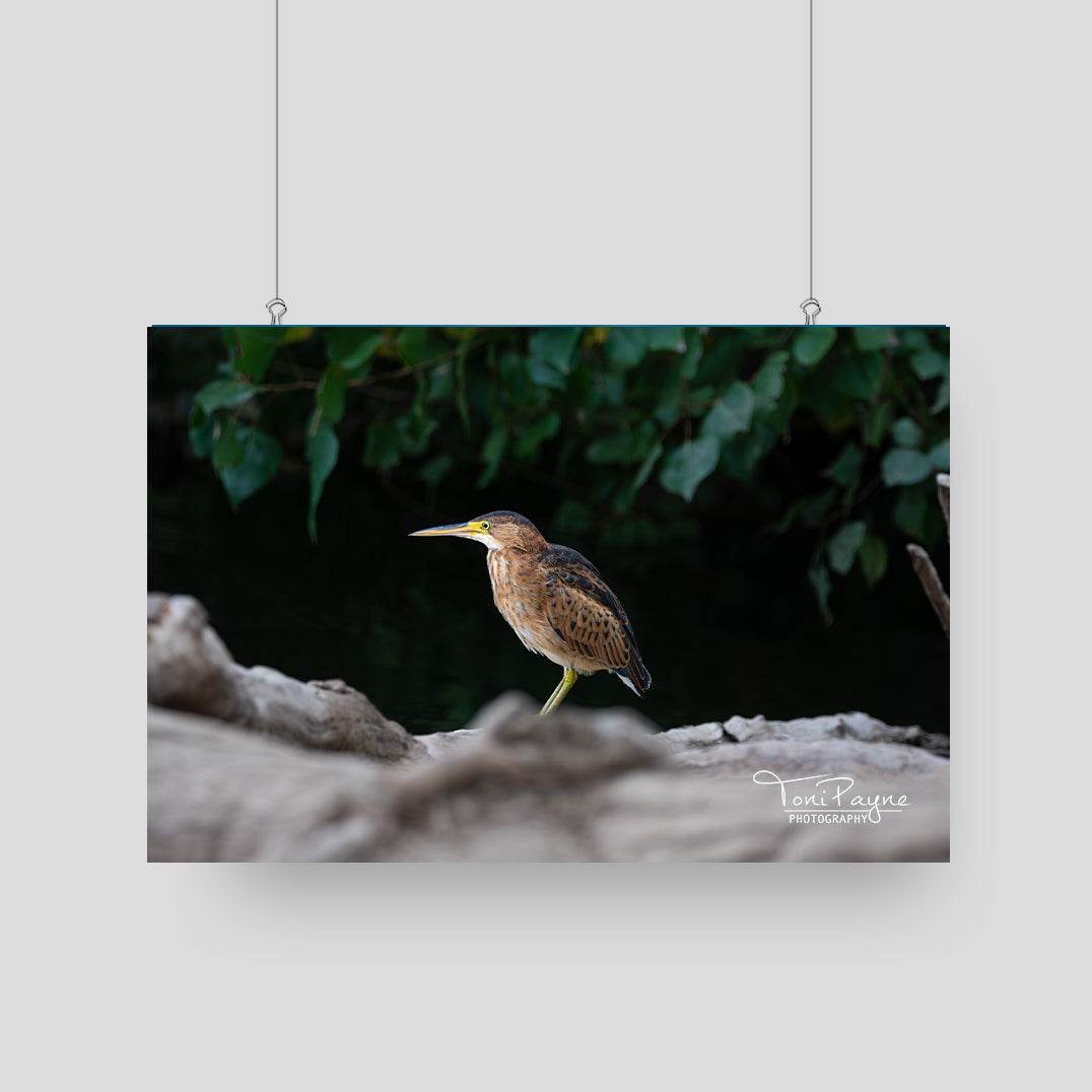 Bird Photography - Least Bittern Heron-  Nature and Wildlife  Fine Art Photography Print - Interior Decor Wall Art