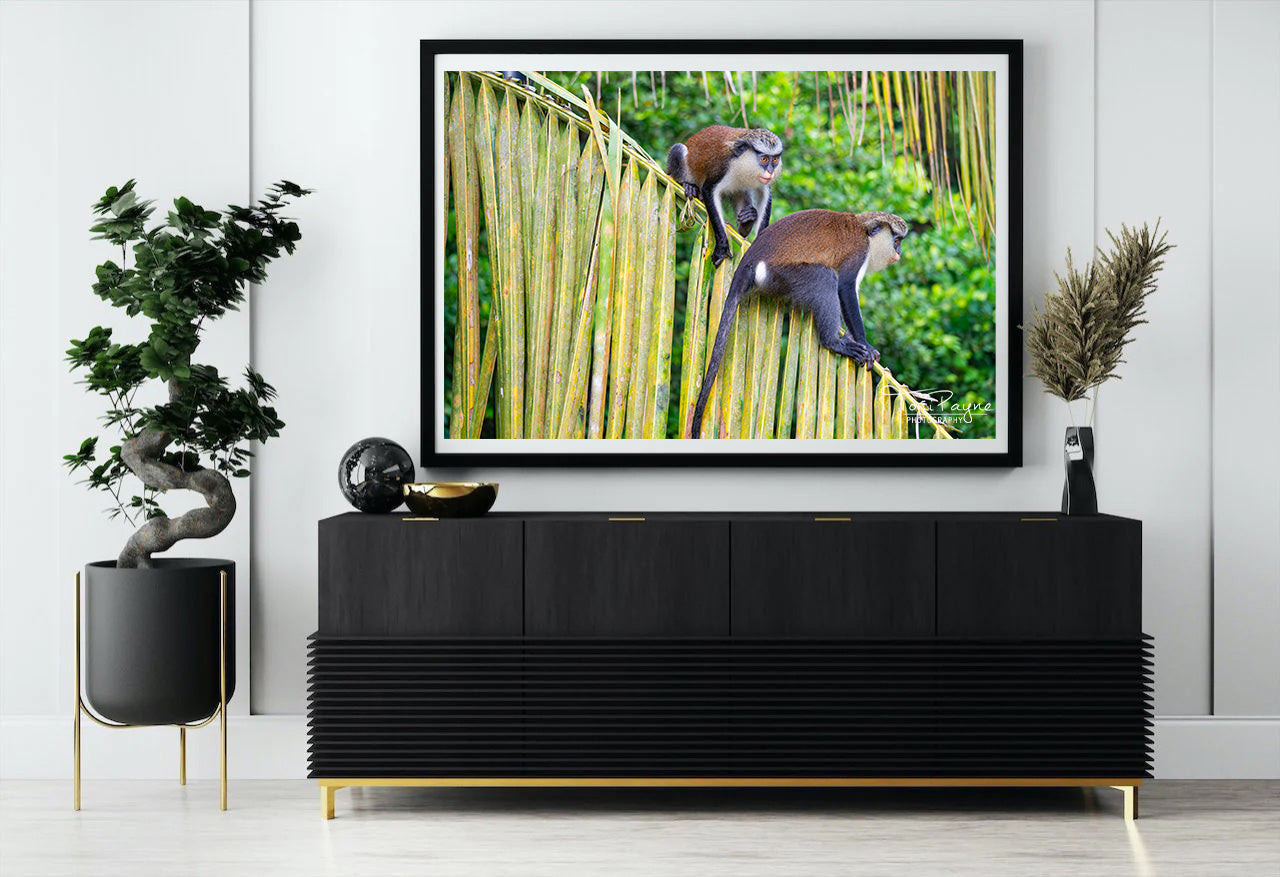 Wildlife Photography Print - Mona Monkey on a Branch - Nature and Wildlife Fine Art Photography Print - Interior Decor Wall Art