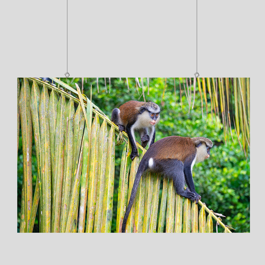 Wildlife Photography Print - Mona Monkey on a Branch - Nature and Wildlife Fine Art Photography Print - Interior Decor Wall Art