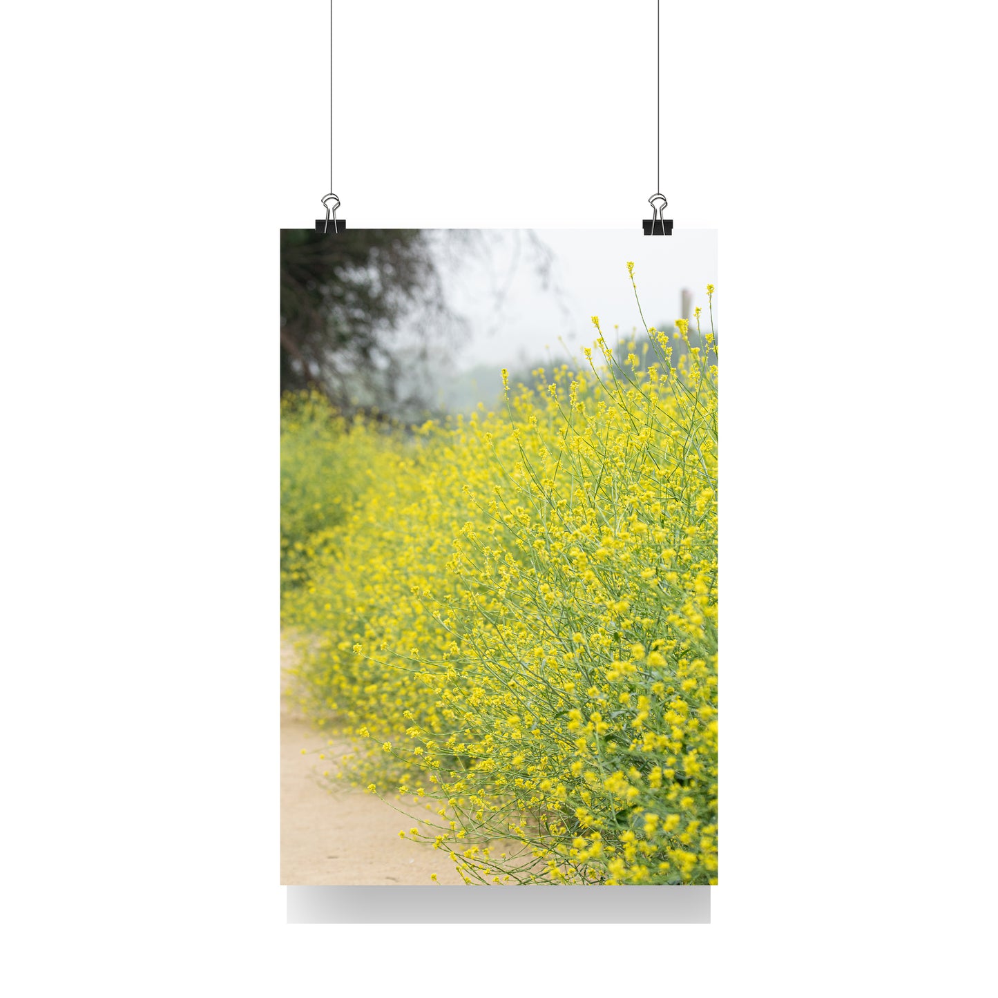 Nature Photography | Yellow Flowers Mustard Sea |  Fine Art Photography - Interior Decor Wall Art