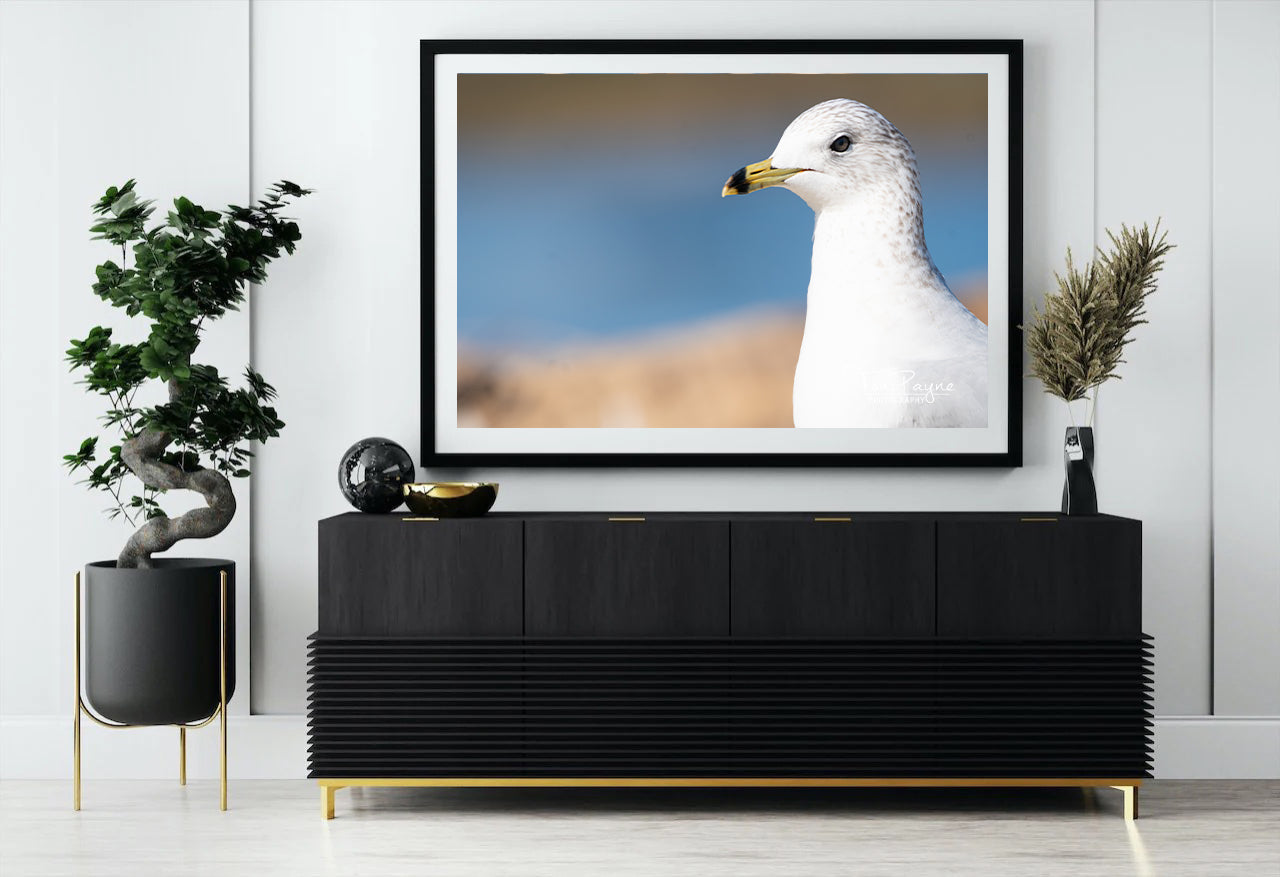 Bird Photography - Beautiful Ring-Billed Gull - Nature and Wildlife  Fine Art Photography - Interior Decor Wall Art
