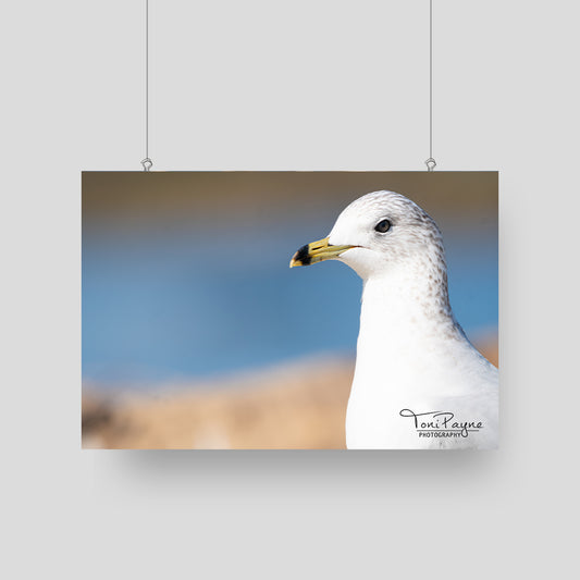 Bird Photography - Beautiful Ring-Billed Gull - Nature and Wildlife  Fine Art Photography - Interior Decor Wall Art