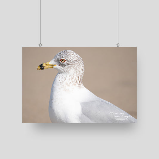 Bird Photography - Ring-Billed Gull - Nature and Wildlife  Fine Art Photography - Interior Decor Wall Art