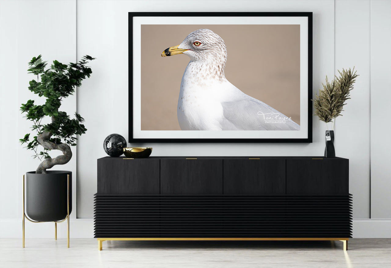 Bird Photography - Ring-Billed Gull - Nature and Wildlife  Fine Art Photography - Interior Decor Wall Art