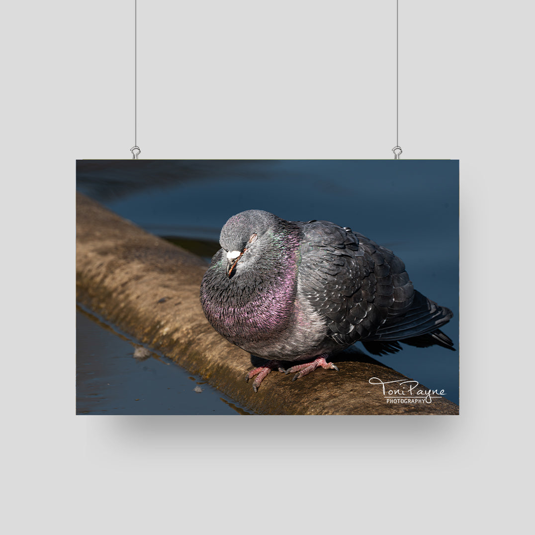 Bird Photography - Sleeping Rock Pigeon -  Nature and Wildlife  Fine Art Photography Print - Interior Decor Wall Art