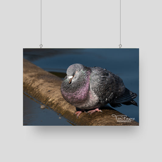 Bird Photography - Sleeping Rock Pigeon -  Nature and Wildlife  Fine Art Photography Print - Interior Decor Wall Art