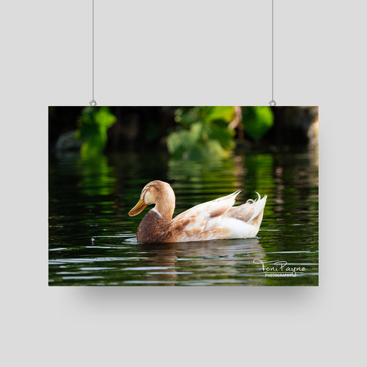 Bird Photography - Saxony Duck - Nature and Wildlife  Fine Art Photography - Interior Decor Wall Art