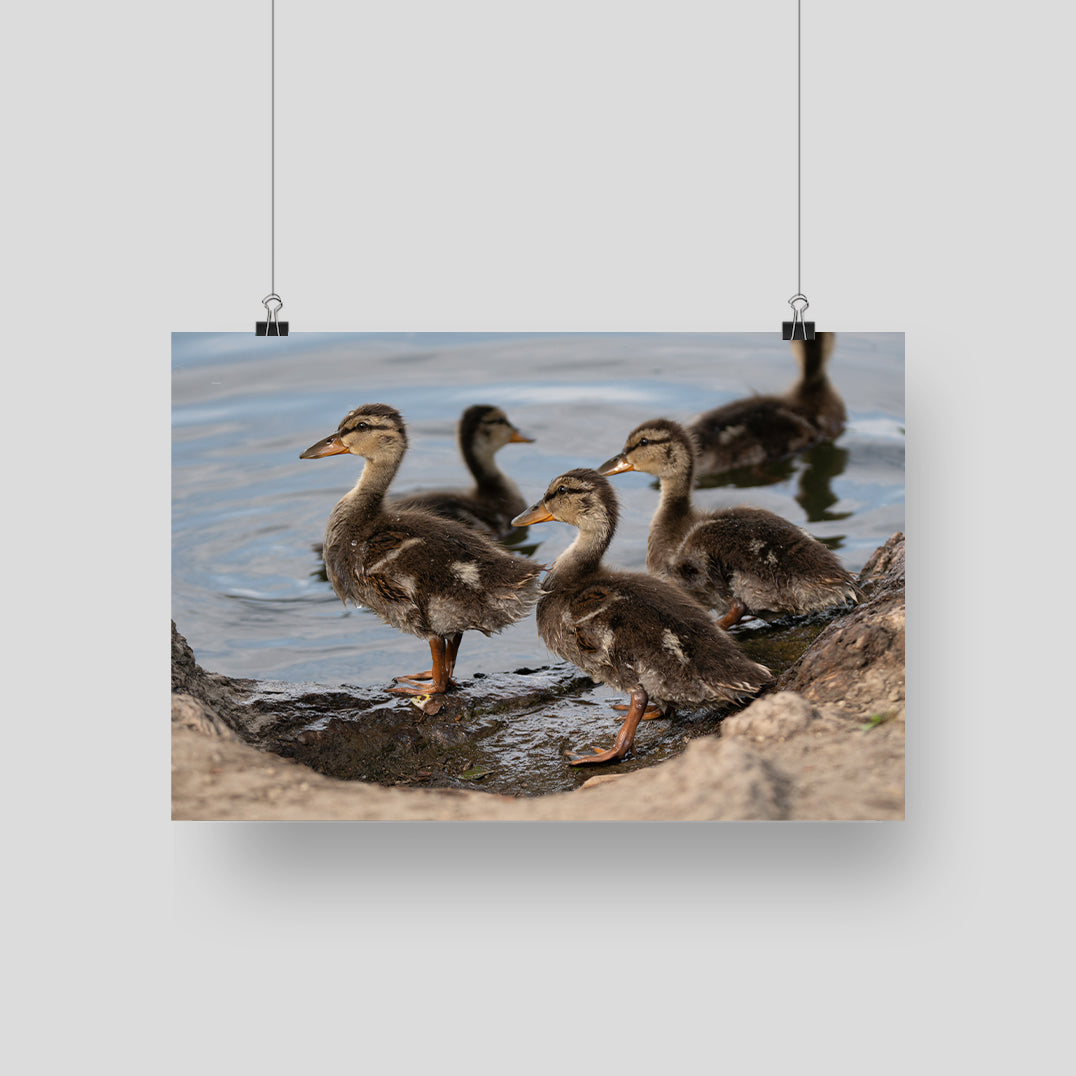 Smiling Ducklings -  Fine Art Photography - Interior Decor Wall Art
