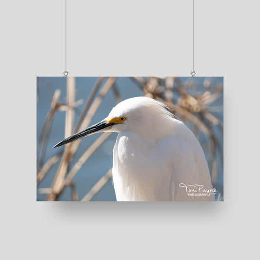 Bird Photography - Snowy Egret - Nature and Wildlife  Fine Art Photography - Interior Decor Wall Art