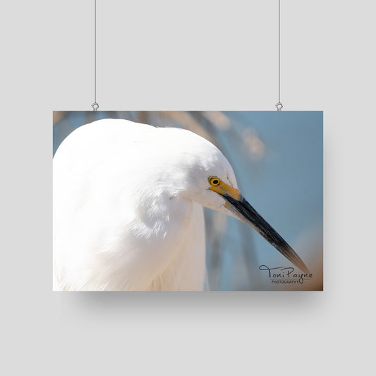 Bird Photography - Snowy Egret Portrait - Nature and Wildlife  Fine Art Photography - Interior Decor Wall Art