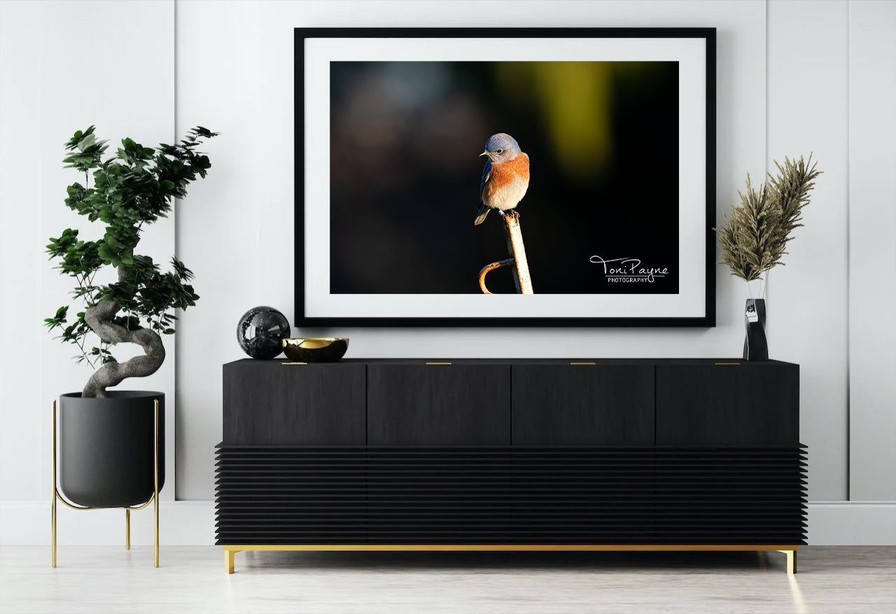 Bird Photography - Western Bluebird - Nature and Wildlife  Fine Art Photography - Interior Decor Wall Art