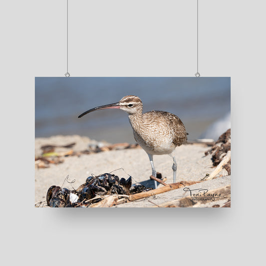 Bird Photography - Whimbrel Shellfish - Nature and Wildlife  Fine Art Photography - Interior Decor Wall Art