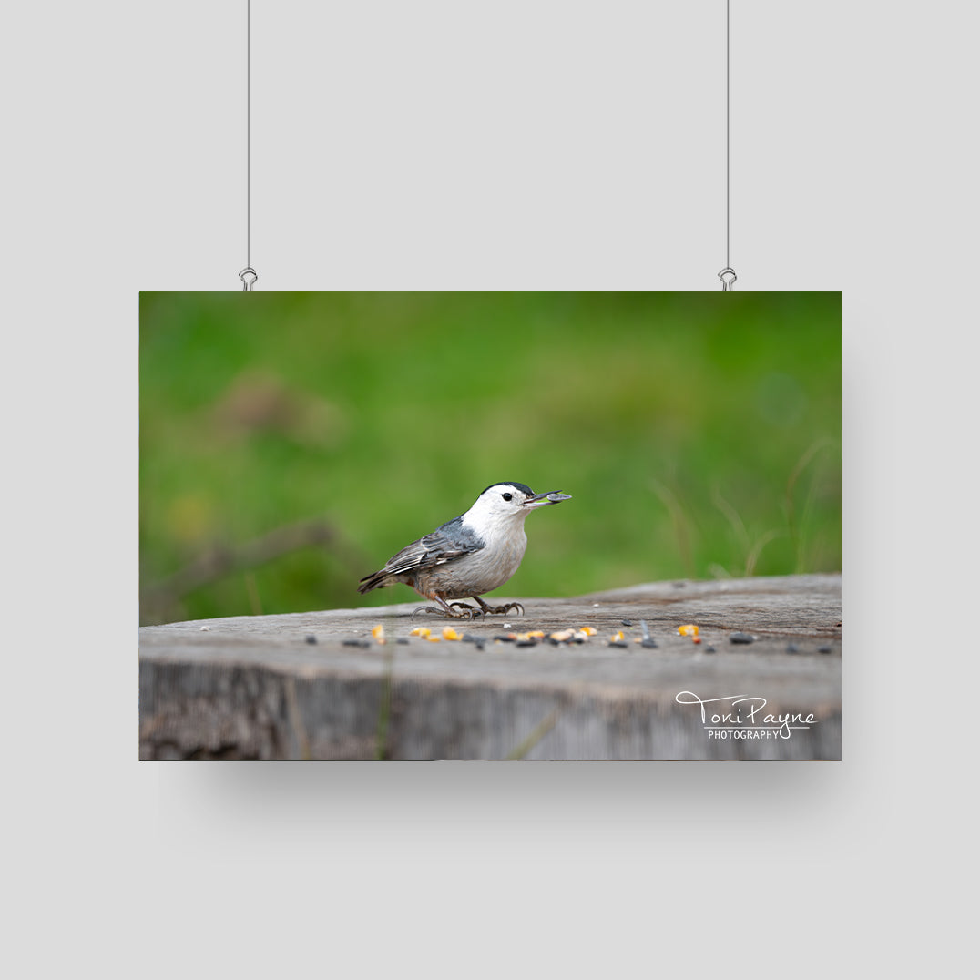 Bird Photography - White Breasted Nuthatch -  Nature and Wildlife  Fine Art Photography Print - Interior Decor Wall Art