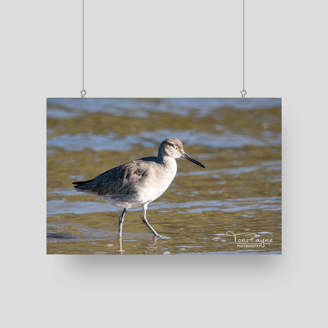 Bird Photography - Willet with Eyes Closed -  Nature and Wildlife  Fine Art Photography Print - Interior Decor Wall Art