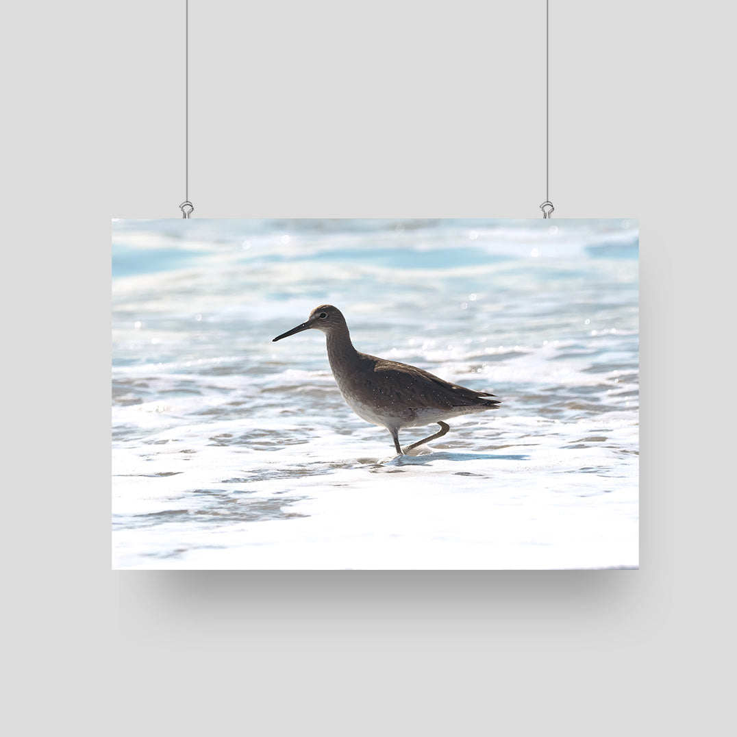 Bird Photography Print - Willet on the Beach -  Nature and Wildlife  Fine Art Photography Print - Interior Decor Wall Art