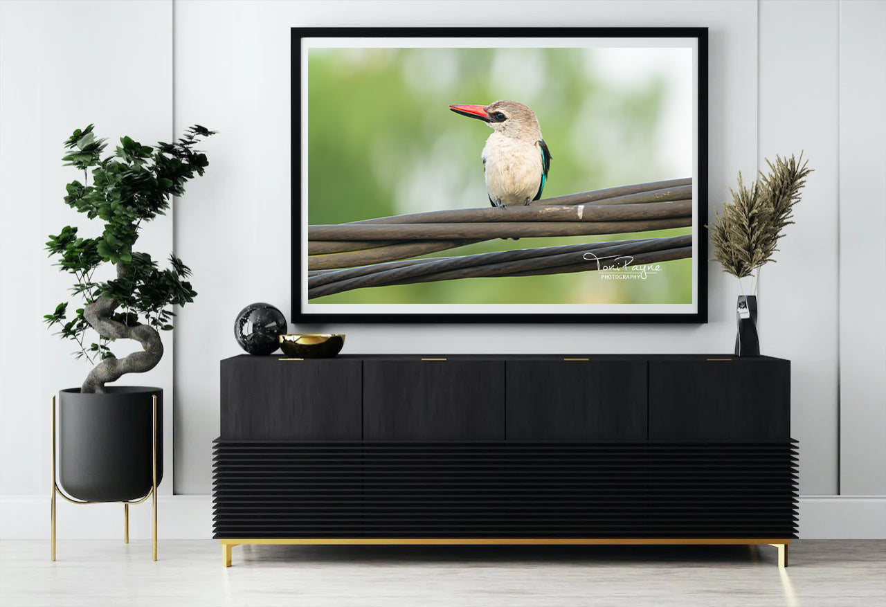 Bird Photography | Woodland Kingfisher Nature and Wildlife  Fine Art Photography - Interior Decor Wall Art