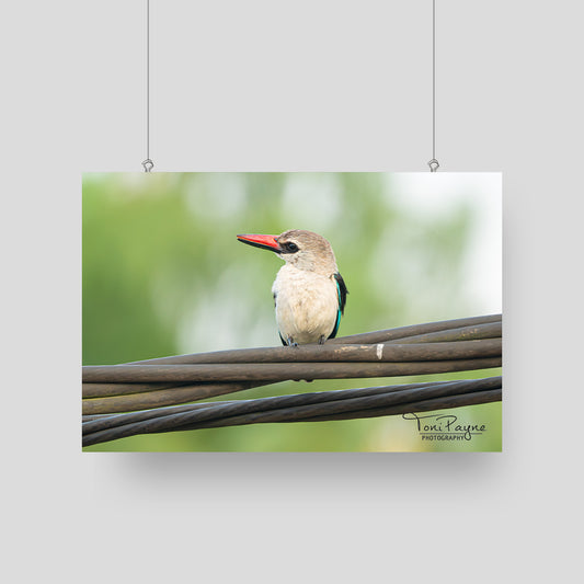 Bird Photography | Woodland Kingfisher Nature and Wildlife  Fine Art Photography - Interior Decor Wall Art