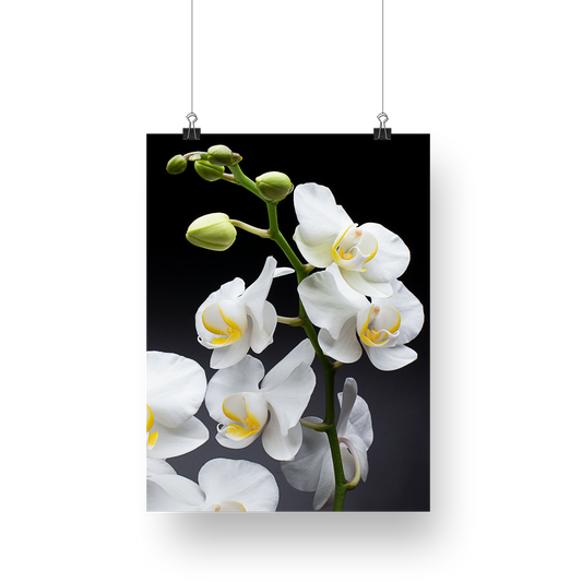 Flower Photography | White Orchid Alora's Dream | Interior Decor | Floral Fine Art - Wall Art Metal or Acrylic Print