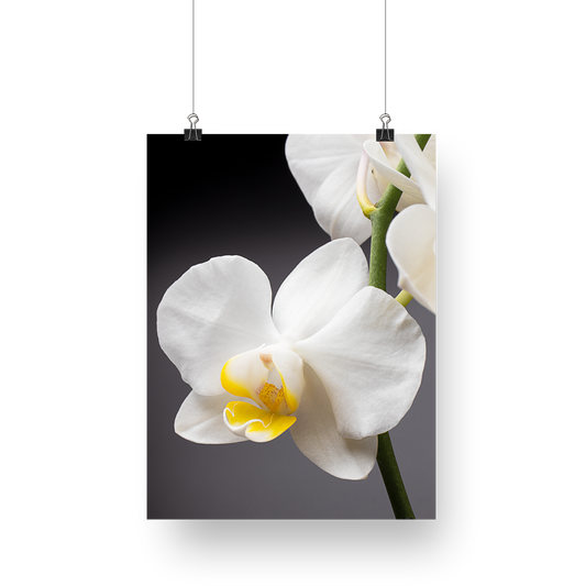 Flower Photography | White Orchid Alora | Interior Decor Floral Fine Art - Wall Art Metal or Acrylic Print