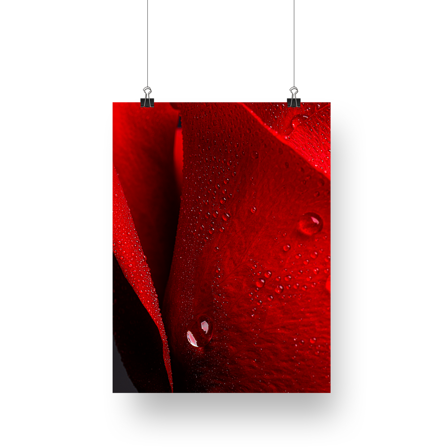 Exposed -  Still Life Photography Floral Fine Art - Wall Art Metal or Acrylic Print