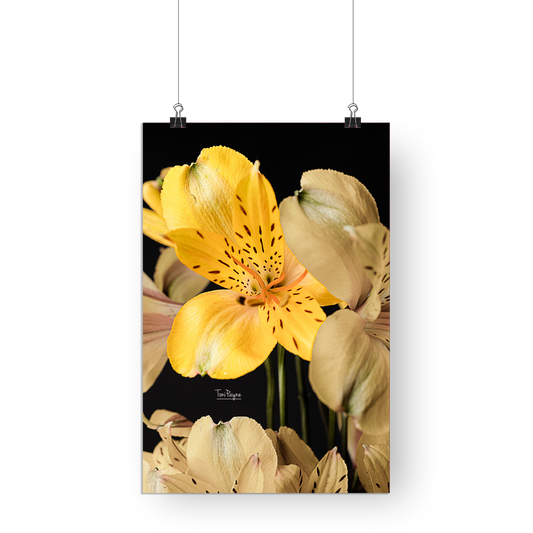 Flower Photography | Yellow Peruvian Lily | In My Element -  Fine Art  Print - Wall Art