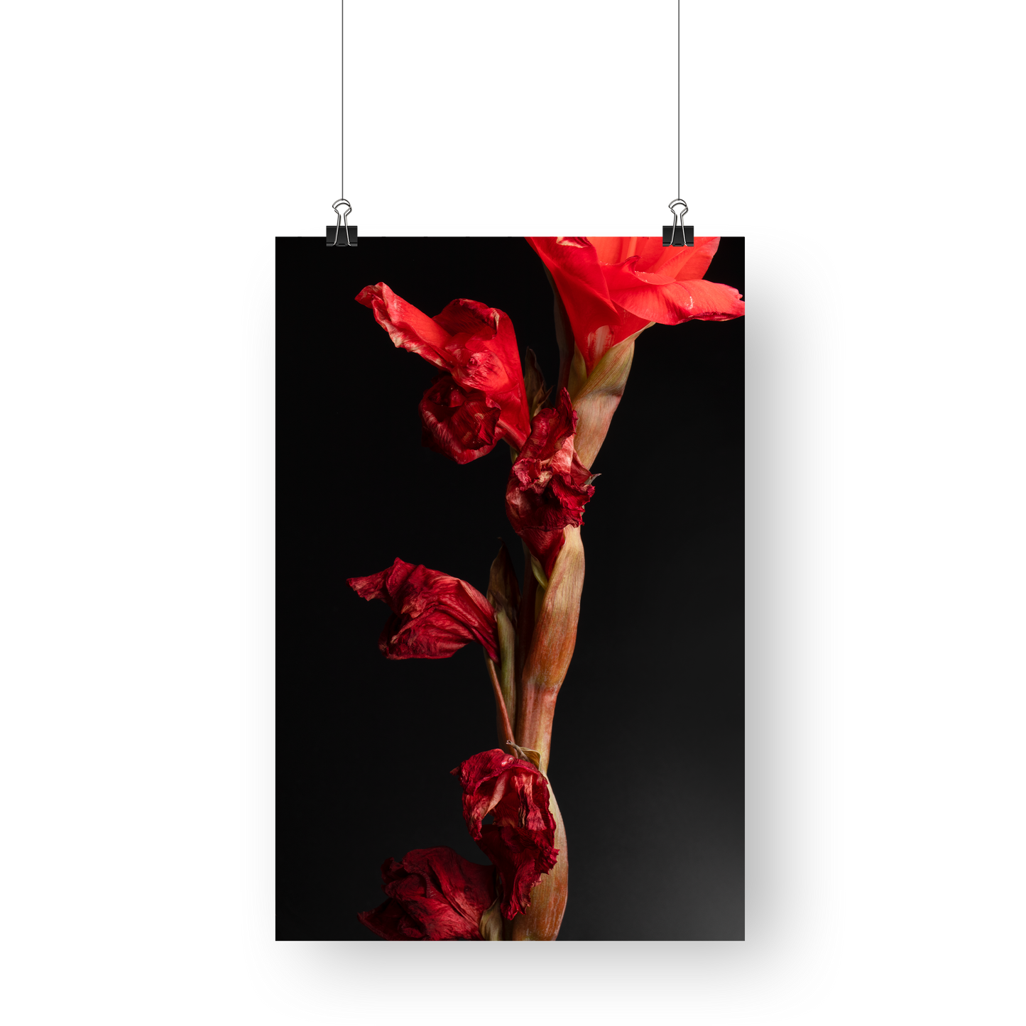 Bleeding Heart -  Still Life Photography Floral Fine Art - Wall Art Metal or Acrylic Print