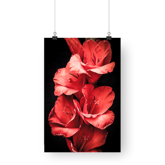 Flower  Photography - Red Flower Dusk Till Dawn -   Floral Fine Art - Wall Art Metal or Acrylic Print